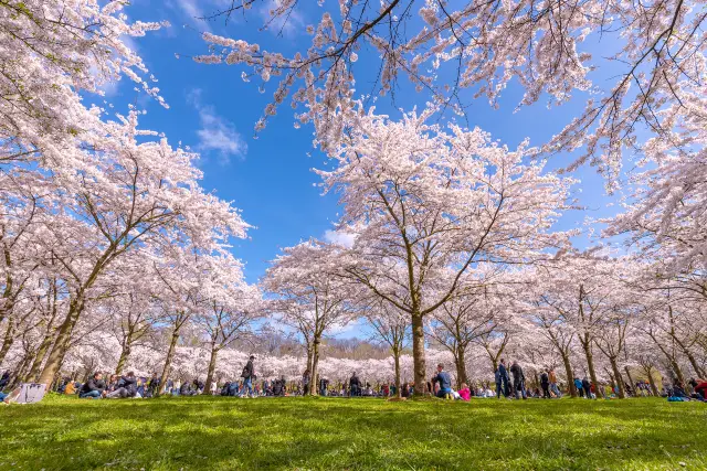 Cherry Blossom Viewing in Amsterdam