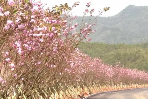 Hongyuan Paradise