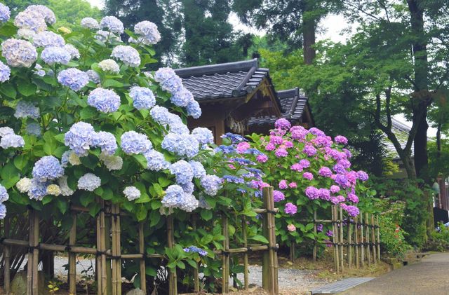 千光寺紫陽花節 | 久留米市