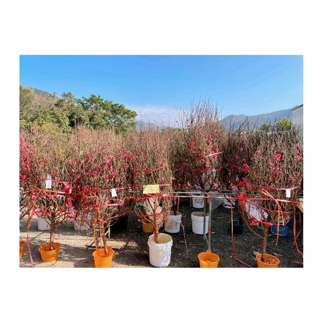 粉嶺#永霖休閒農莊買花啦！一定比花店平，選擇好多嘅！