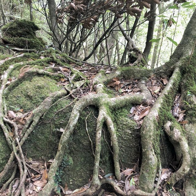 世界遺産ー屋久島