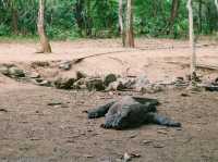 Fascinating komodo dragons