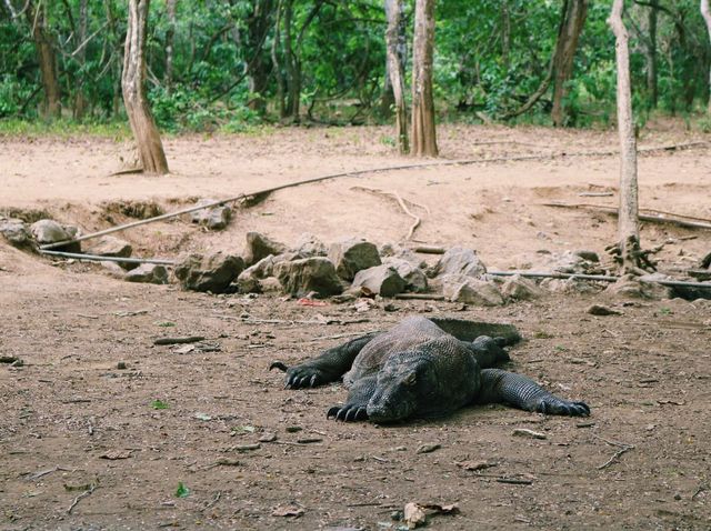 Fascinating komodo dragons