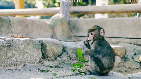 位于大分市西侧的高崎山，海拔628米，山上栖息着约1300只