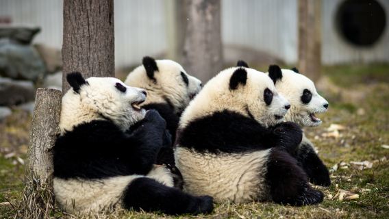 [Panda Volunteer + Making Panda Cakes + Experiencing a Keeper's Daily Routine] Wolong Shenshuping 1-Day Tour