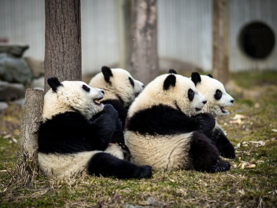 中国パンダ保護研究センター都江堰基地