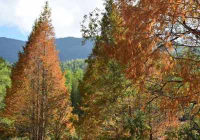 Mt. Longqi Nature Reserve of Jiangle