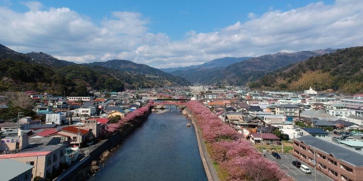 Kawatsu Cherry Blossom Avenue (Shinshiro)