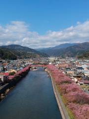 新城市 河津の桜並木