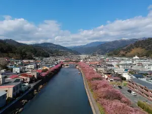 Kawatsu Cherry Blossom Avenue (Shinshiro)