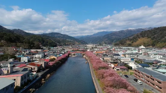 新城市 河津の桜並木