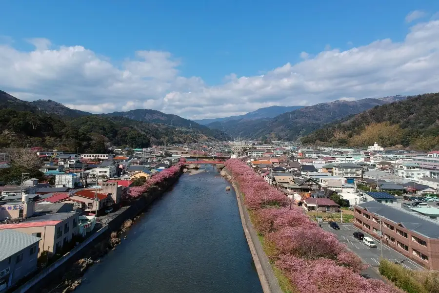 新城市 河津の桜並木