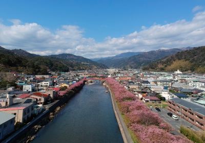 Kawatsu Cherry Blossom Avenue (Shinshiro)