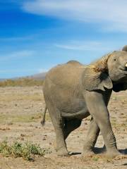 Parc national d'Amboseli