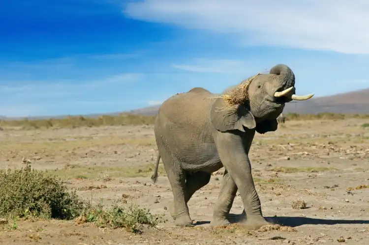 Amboseli