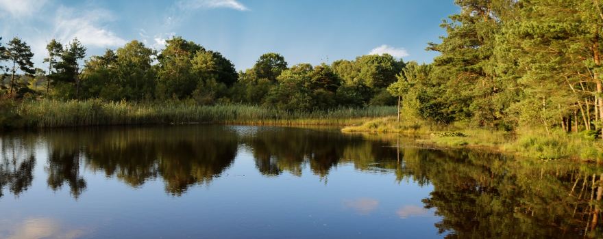 Upton Heath