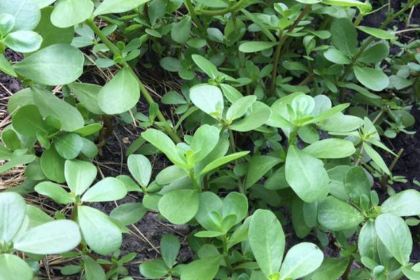 三毛土菜馆