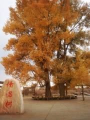 Lovers’ Populus Euphratica Trees