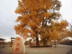 胡楊情侶樹
