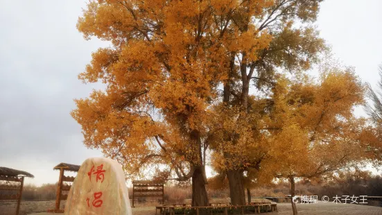 Lovers’ Populus Euphratica Trees