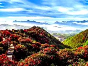 Axilixi Millennium Azalea Scenic Area