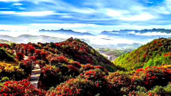 Axilixi Millennium Azalea Scenic Area