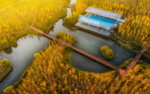 Ginkgo Viewing in Jiaxing