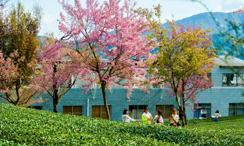 Wuliang Mountain Cherry Blossom Valley