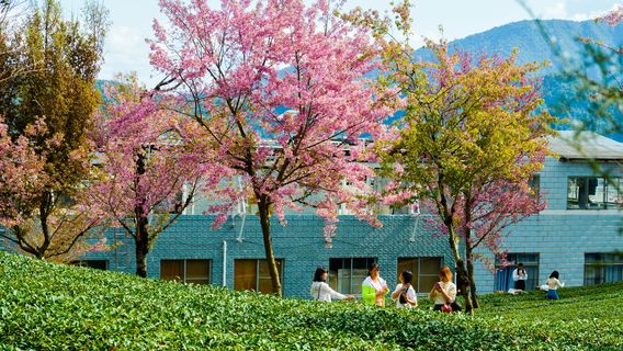 The Cherry Blossom Valley of Wuliangshan