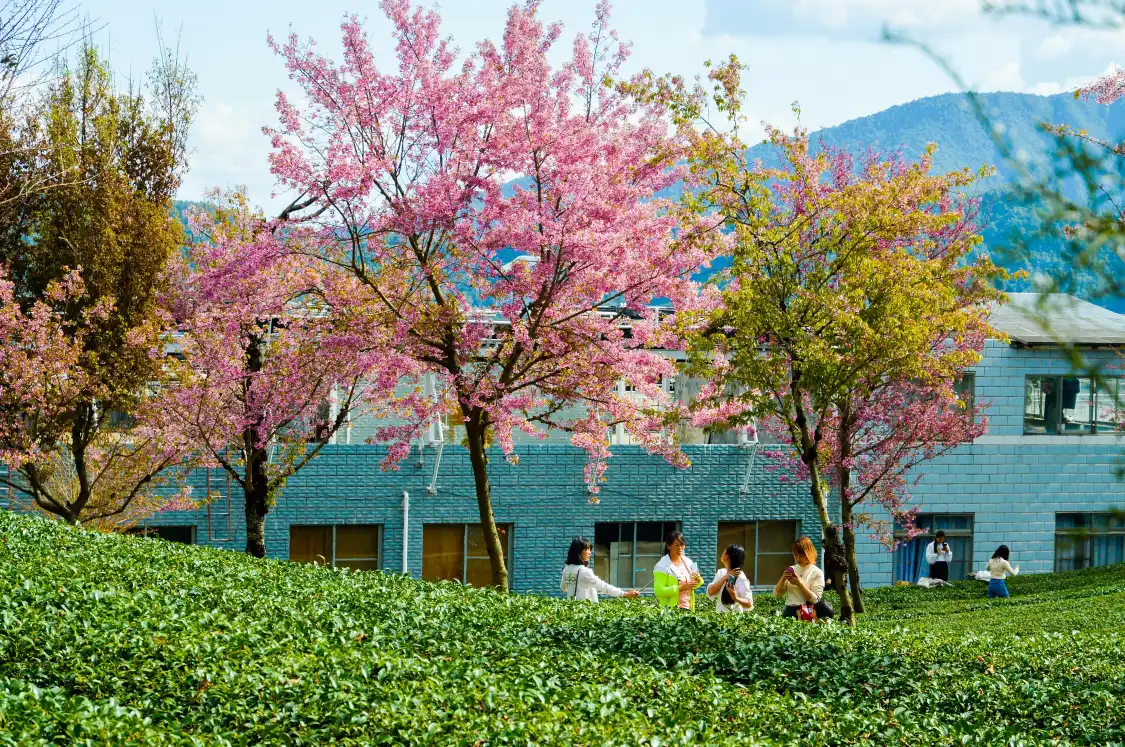 Hotels in der Nähe von The Cherry Blossom Valley of Wuliangshan
