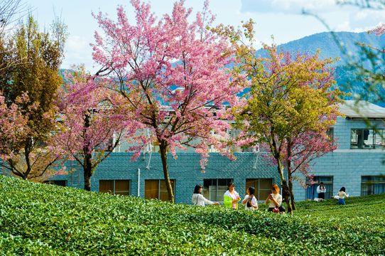 Wuliang Mountain Cherry Blossom Valley
