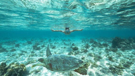 Totof Tours | Blue Bay Mauritius