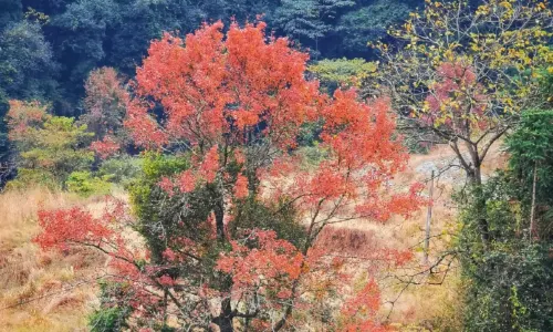 Liangye Mountain