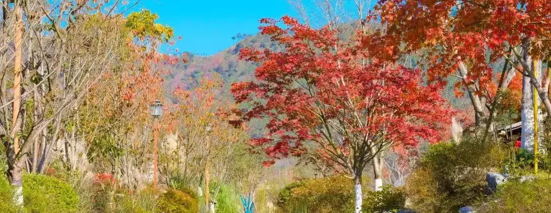 Fall Viewing Attractions