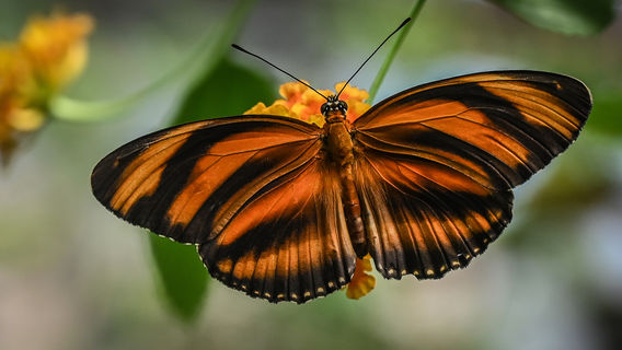 Franklin Park Conservatory and Botanical Gardens