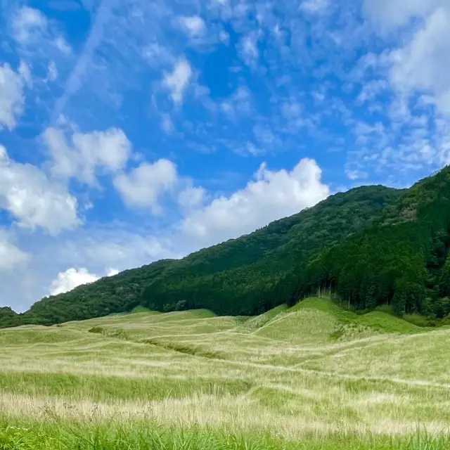 初夏の仙石すすき草原