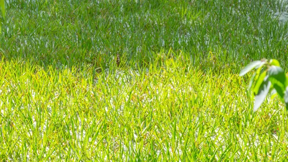 滄浪洲濕地公園