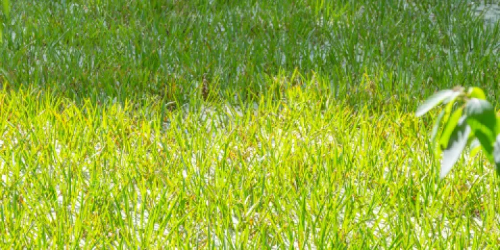 滄浪洲濕地公園