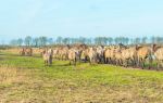 Camargue Regional Nature Park