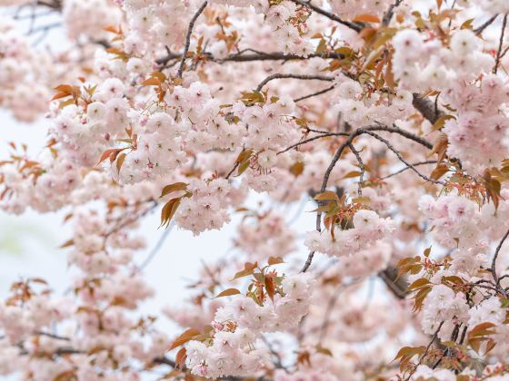 鑑真路桜通り