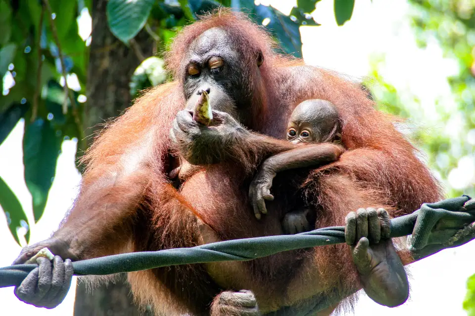2_Semenggoh Wildlife Centre