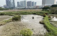 龍環葡韻人工湖濕地