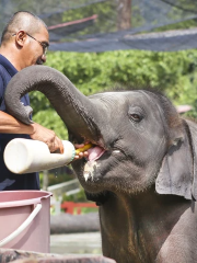 Kuala Gandah Elephant Sanctuary