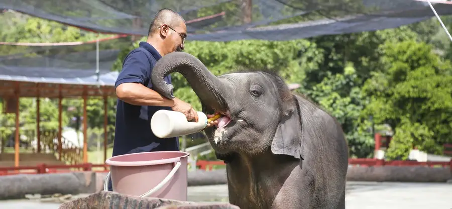 Kuala Gandah Elephant Sanctuary