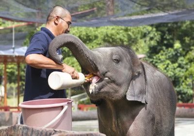 Kuala Gandah Elephant Sanctuary
