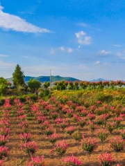 Hongsen Botanical Garden