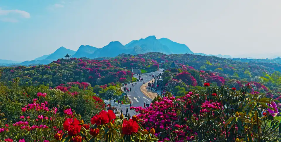 3_Hundreds of Miles of Azaleas