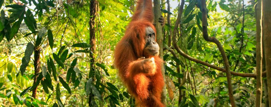 Bukit Lawang Jungle