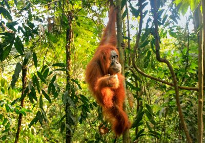 Bukit Lawang Jungle