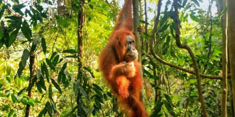 Bukit Lawang Jungle